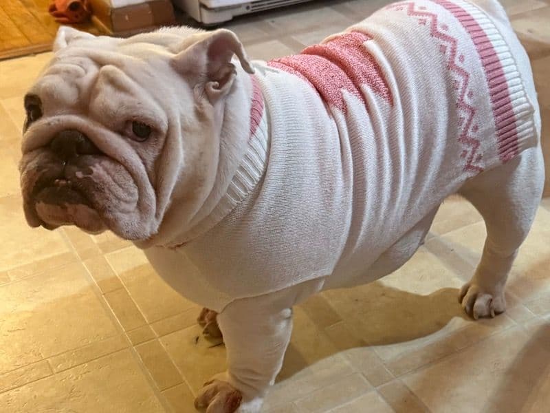 Bulldog 4 years 7 months old female medium named Victoria for breeding in Union County, New Jersey | Petmeetly