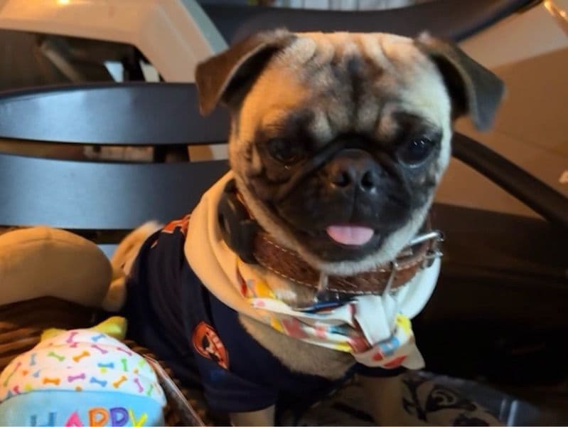 Pug 2 years old male small named Bimbo for breeding in Harris County, Texas | Petmeetly