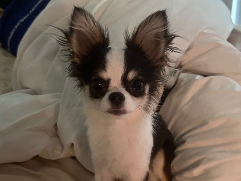 Chihuahua 2 years 2 months old male small named Romeo for breeding in Los Angeles County, California | Petmeetly