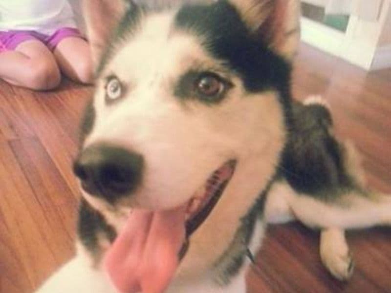Kujo primary photo