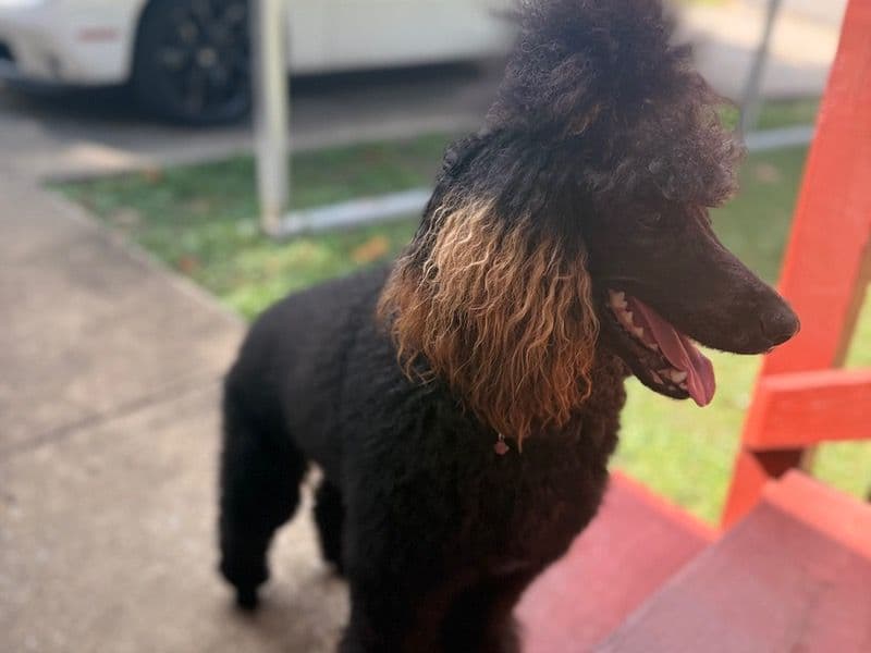 Standard Poodle 2 years 1 month old female large named Coco for breeding in Duval County, Florida | Petmeetly