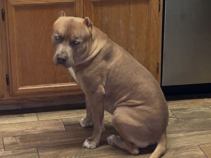 Rednose Pitbull Terrier 4 years 11 months old male medium named Dodger for adoption in San Bernardino County, California | Petmeetly