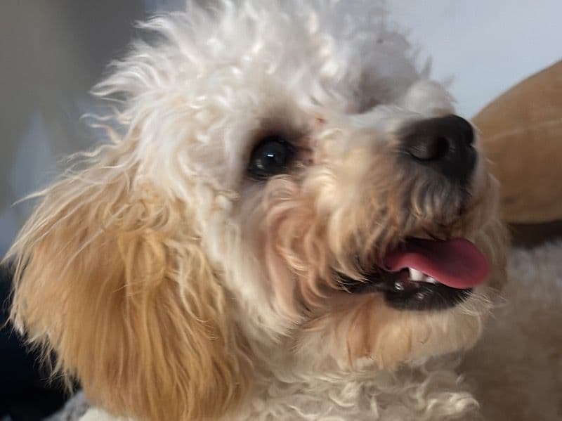 Poochon 3 years 5 months old female small named Winnie for breeding in Richmond County, New York | Petmeetly