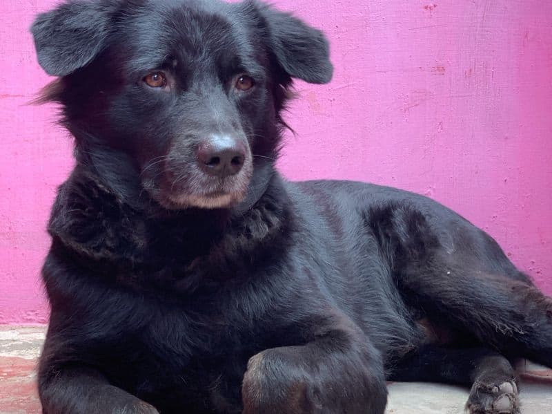 Labrador Retriever 4 years 6 months old male medium named Scooby for breeding in Tamil Nadu | Petmeetly