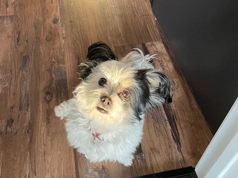 Gizmo primary photo
