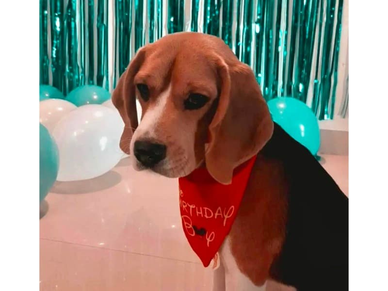 Scotch primary photo