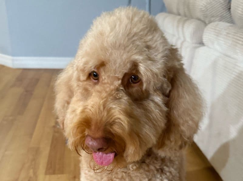 Bailey primary photo