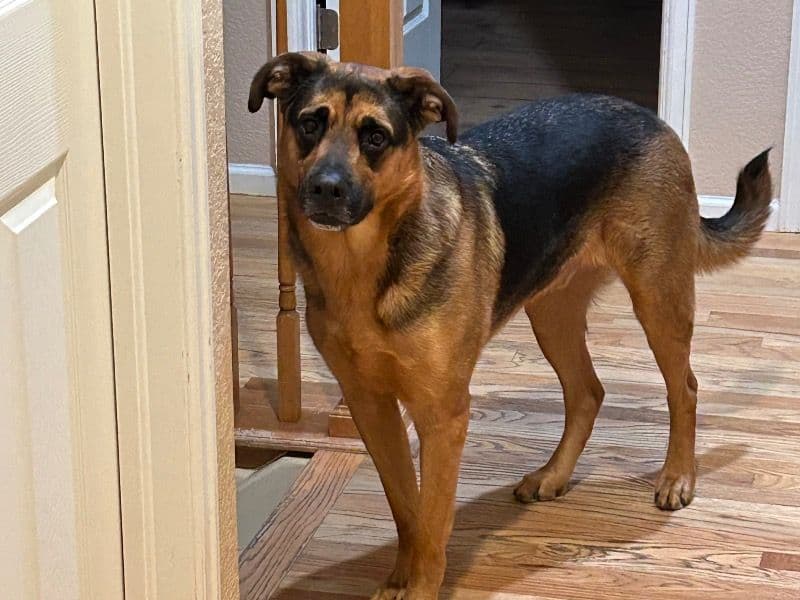 German Rottweiler 7 years old male large named Weggie for sale in Adams County, Colorado | Petmeetly