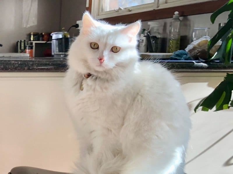Turkish Angora 1 year 3 months old female named Luna for breeding in Manningham City, Victoria | Petmeetly
