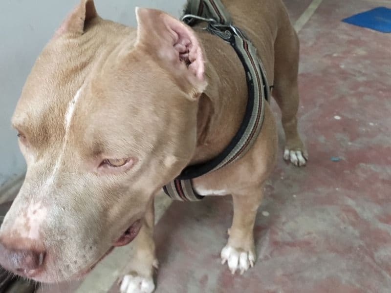 American PitBull Terrier 4 years 4 months old male large named Maxx for breeding in Meerut Division, Uttar Pradesh | Petmeetly