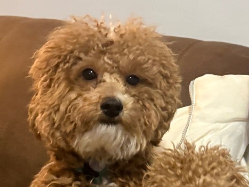 Miniature Poodle 3 years old male small named Papi for breeding in Greer, South Carolina | Petmeetly