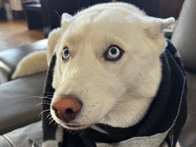 Siberian Husky 3 years old female large named Aspen for breeding in Essex County, New Jersey | Petmeetly