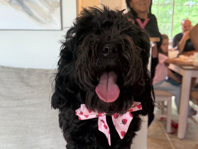 Maltipoo 1 year 11 months old female small named Osita for breeding in Stafford County, Virginia | Petmeetly