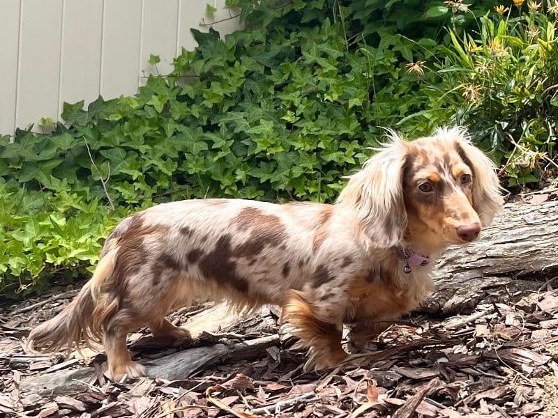 Millie primary photo