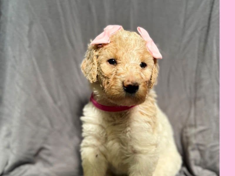 Standard Poodle 6 months old female small named Strawberry Pancake for sale in Utah County, Utah | Petmeetly