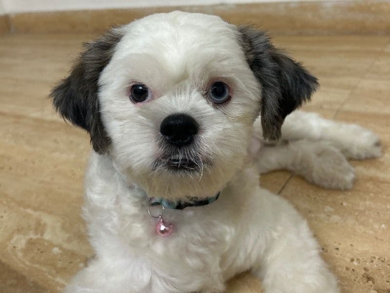 Shih Tzu 1 year 3 months old male medium named Coco for breeding in Meerut Division, Uttar Pradesh | Petmeetly
