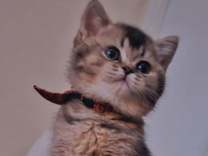 Cookie primary photo