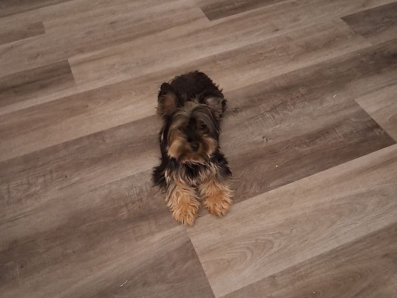 Tiny primary photo