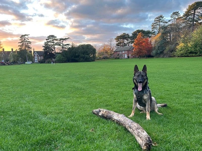German Shepherd 1 year 3 months old male large named Apollo for breeding in Bedford, England | Petmeetly
