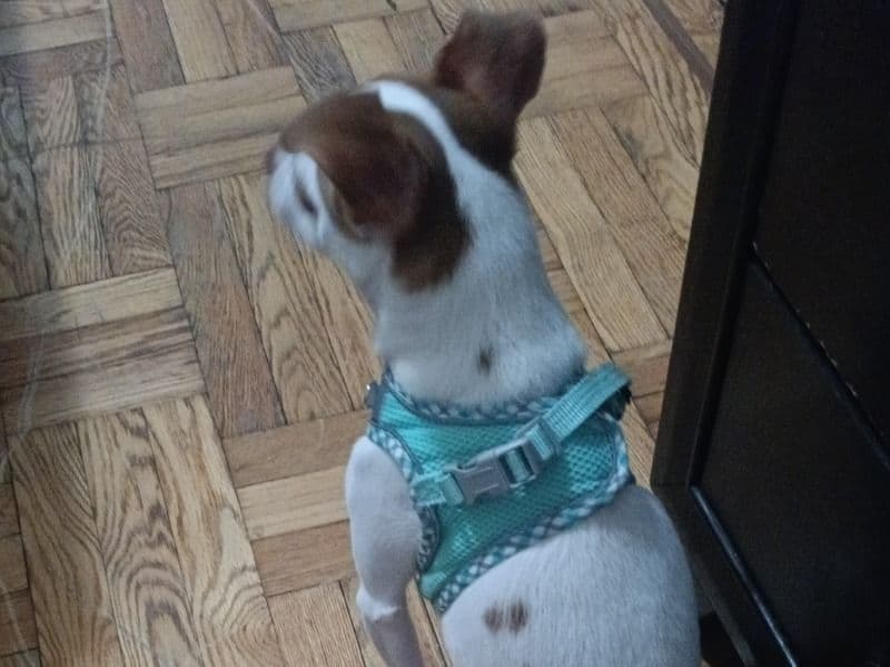 Afador 1 year 2 months old male small named Mood for breeding in Kings County, New York | Petmeetly