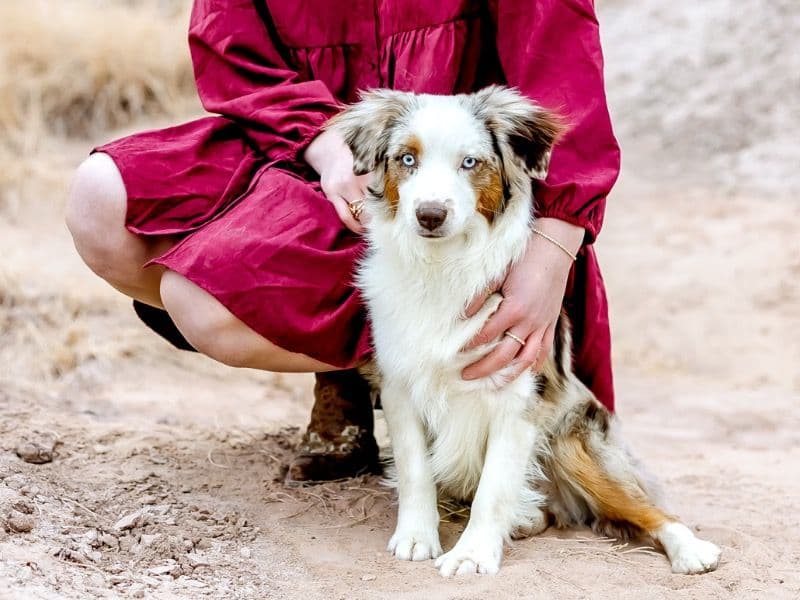 Miniature Australian Shepherd 2 years 2 months old male medium named Milo for breeding in Sandoval County, New Mexico | Petmeetly
