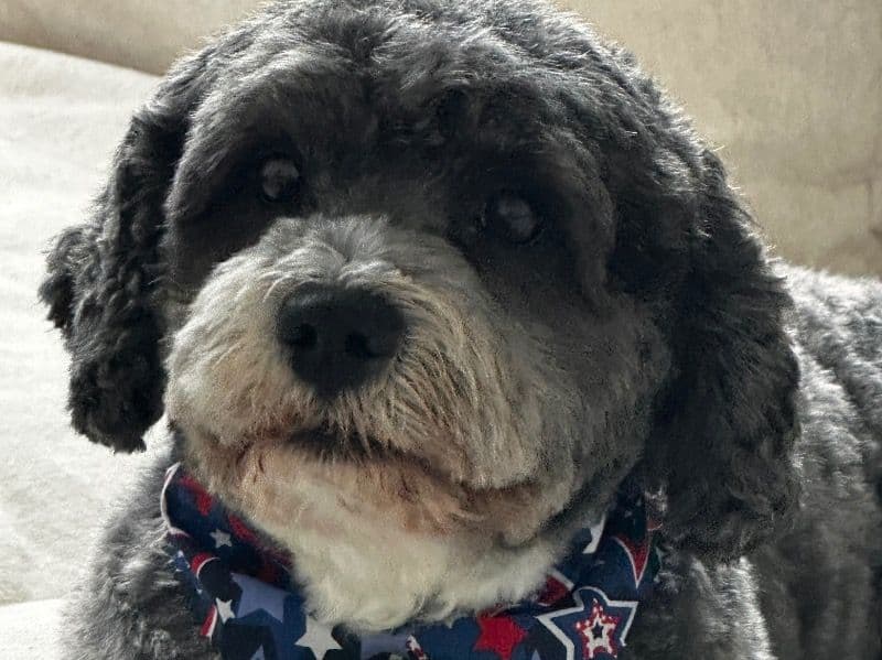 Leo primary photo
