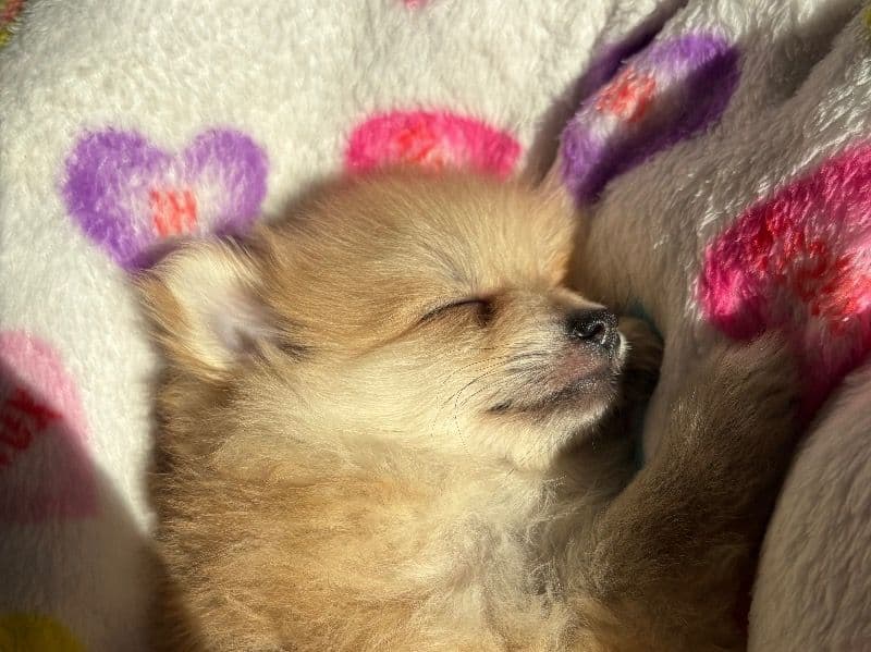 Pomeranian 5 months old female small named Cardi for sale in Garfield County, Oklahoma | Petmeetly