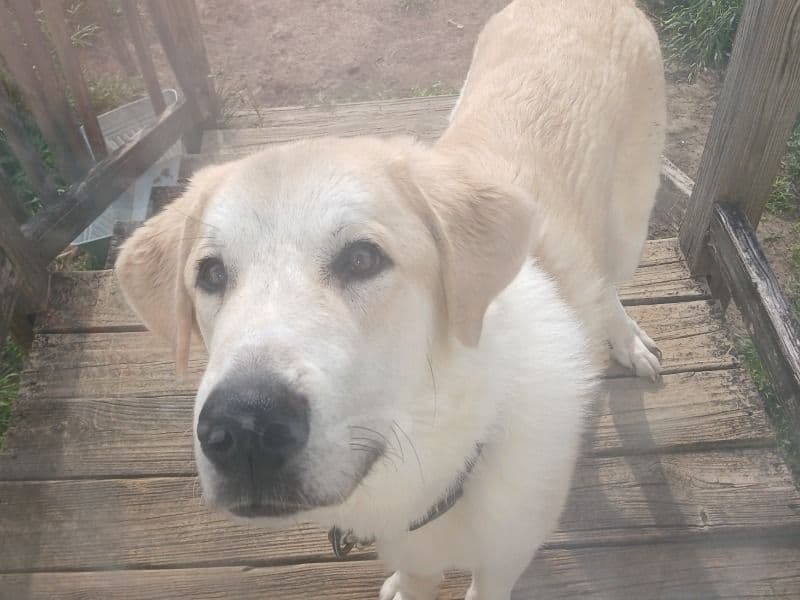 Loki primary photo
