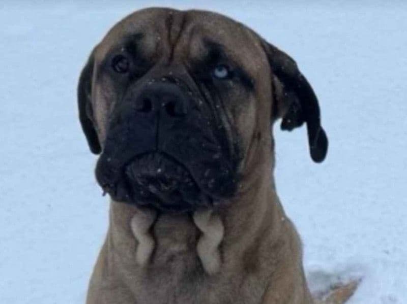 Bruno primary photo