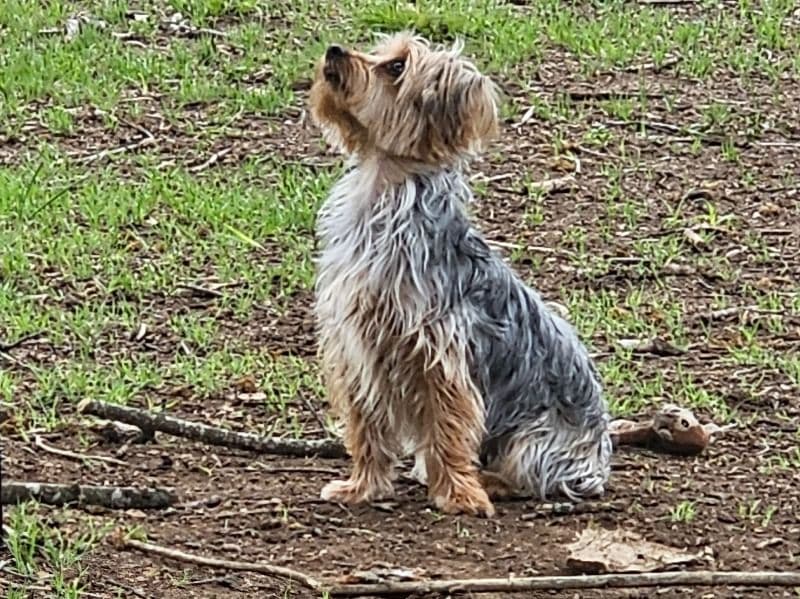 Toots primary photo