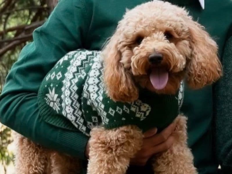 Goldendoodle 3 years 5 months old male small named Archie for breeding in Sacramento County, California | Petmeetly