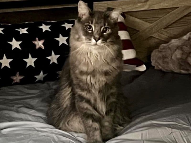 Domestic Medium Hair 4 years old female named Rosie for adoption in Allegheny County, Pennsylvania | Petmeetly
