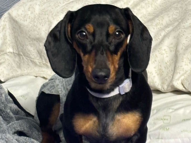 Juno primary photo