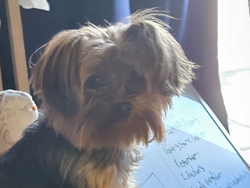 Maci primary photo