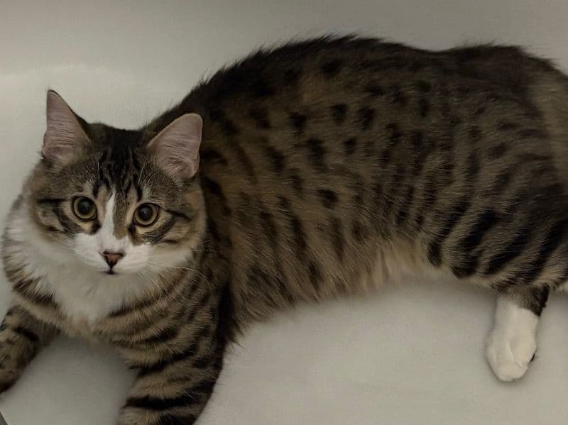 American Shorthair 1 year 4 months old male named Prince for adoption in Regional Municipality of Peel, Ontario | Petmeetly