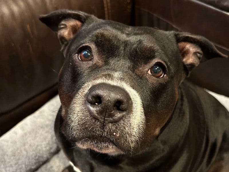 American Bully 6 years old female large named Cloe for sale in Clark County, Washington | Petmeetly