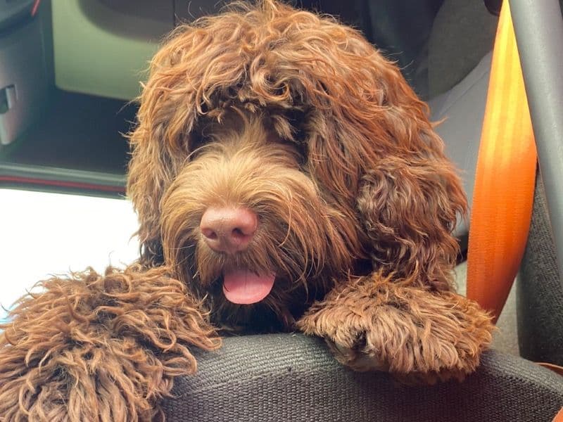 Portuguese Water Dog 2 years 7 months old male large named Teddy Bear for breeding in Mobile County, Alabama | Petmeetly