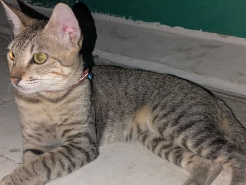Domestic Shorthair 7 months old male named Billa for breeding in Chennai, Tamil Nadu | Petmeetly