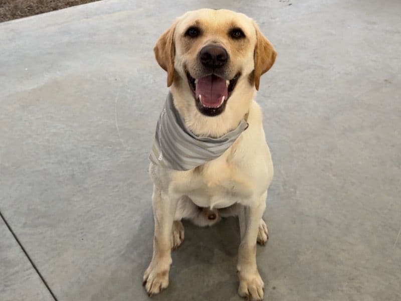 Labrador Retriever 2 years old male medium named Mojo for breeding in Tift County, Georgia | Petmeetly