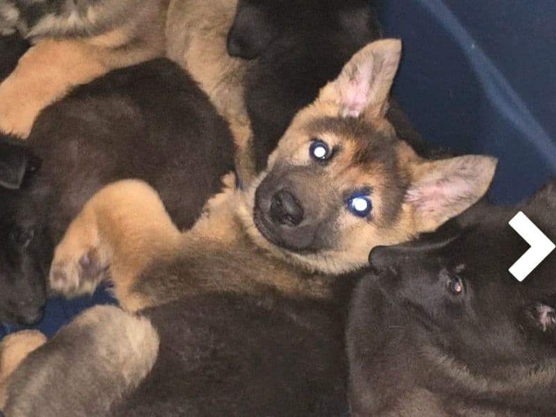 German Shepherd 3 months old male extra large named You Choose for sale in Newberry County, South Carolina | Petmeetly