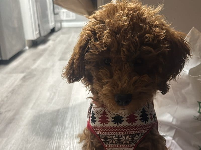 Mini Golden Doodle 1 year 3 months old male small named Milo for breeding in Baltimore County, Maryland | Petmeetly