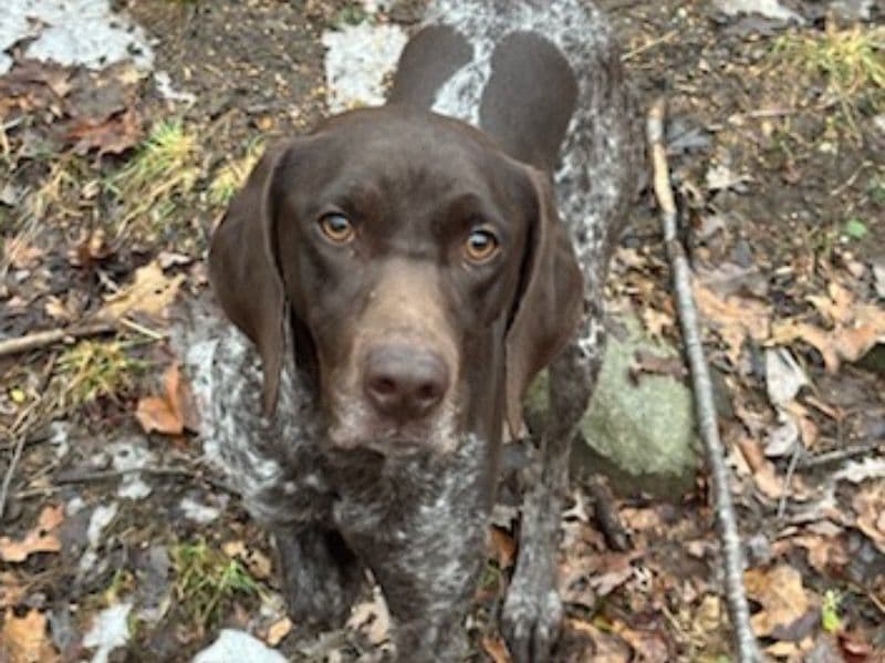 German Shorthaired Pointer 1 year 9 months old male medium named Smokey for breeding in Pike County, Pennsylvania | Petmeetly