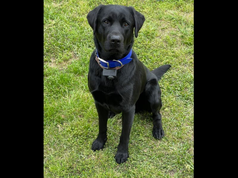 Beau primary photo