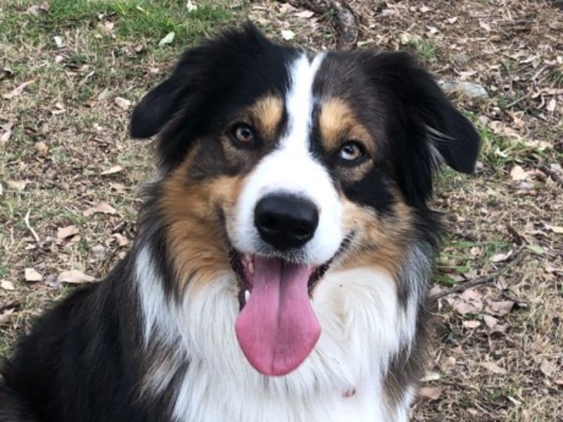 Australian Shepherd 3 years 4 months old male large named Edward for breeding in Ipswich City, Queensland | Petmeetly