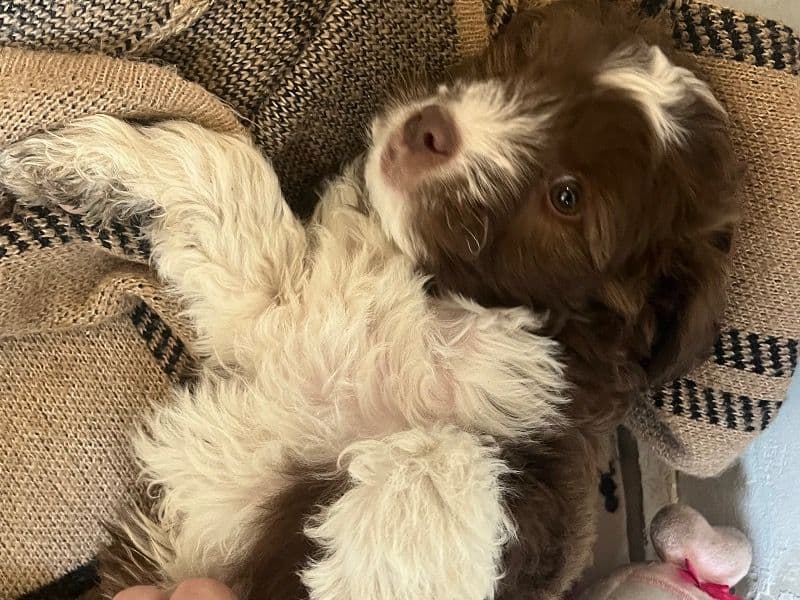 Pit Bull Terrier 2 months old male small named Niño for breeding in Adams County, Colorado | Petmeetly