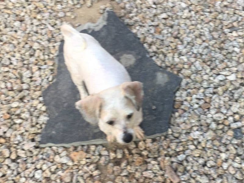 Lhasa Apso 5 years 4 months old male medium named Chipsy for sale in Maricopa County, Arizona | Petmeetly