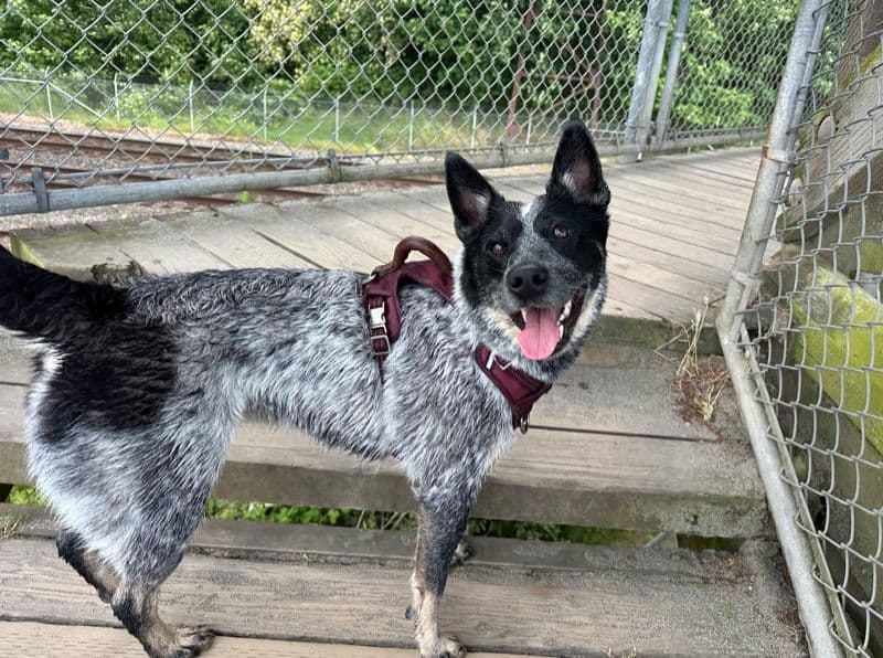 Australian Cattle Dog 3 years 5 months old female medium named Luna for breeding in Snohomish County, Washington | Petmeetly