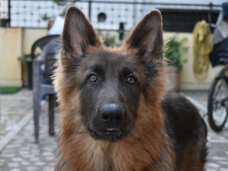 German Shepherd 3 years 1 month old male large named Milo for breeding in Hyderabad, Telangana | Petmeetly