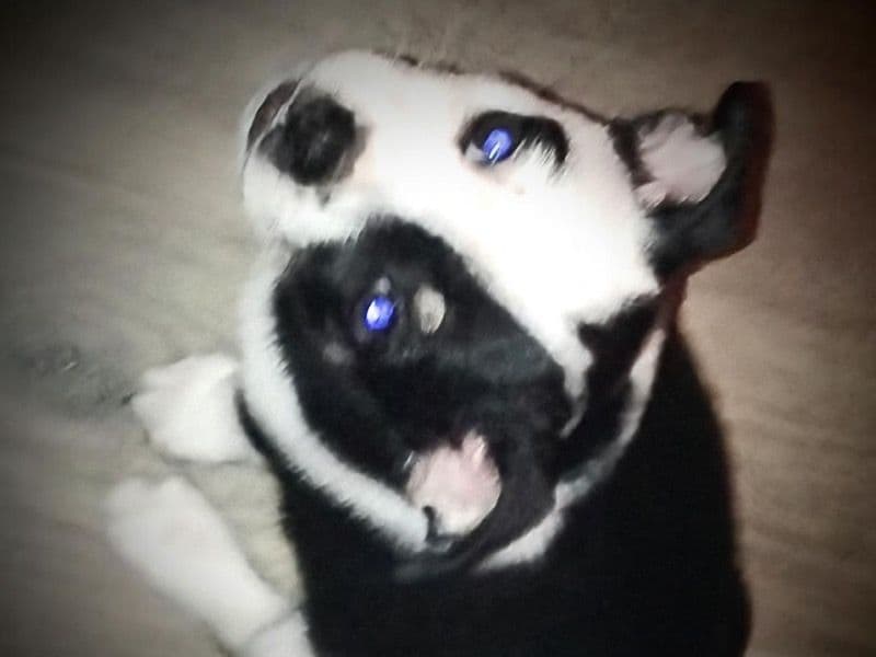 Deerhead chihuahua 8 months old male small named Dini for sale in Bladen County, North Carolina | Petmeetly