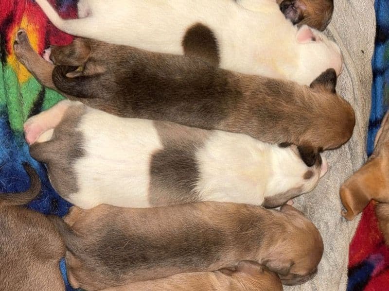 American PitBull Terrier 2 months old female small named 3 Male 3 Female for sale in Steuben County, Indiana | Petmeetly